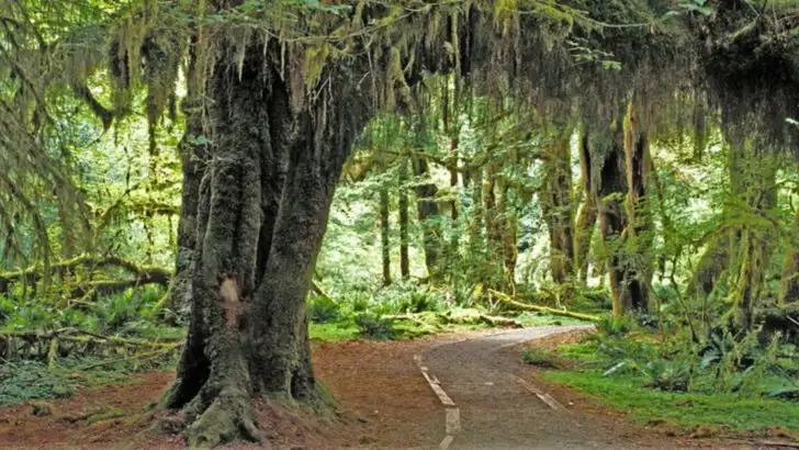 Olympic Peninsula in Washington seen as America’s last great wilderness