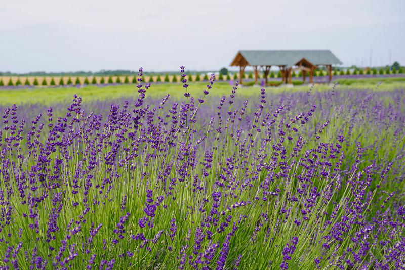Lavender by the Bay