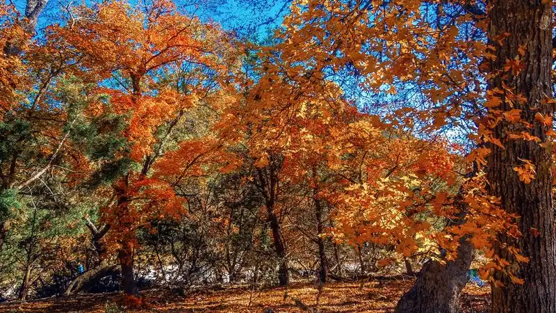 Lost Maples State Natural Area