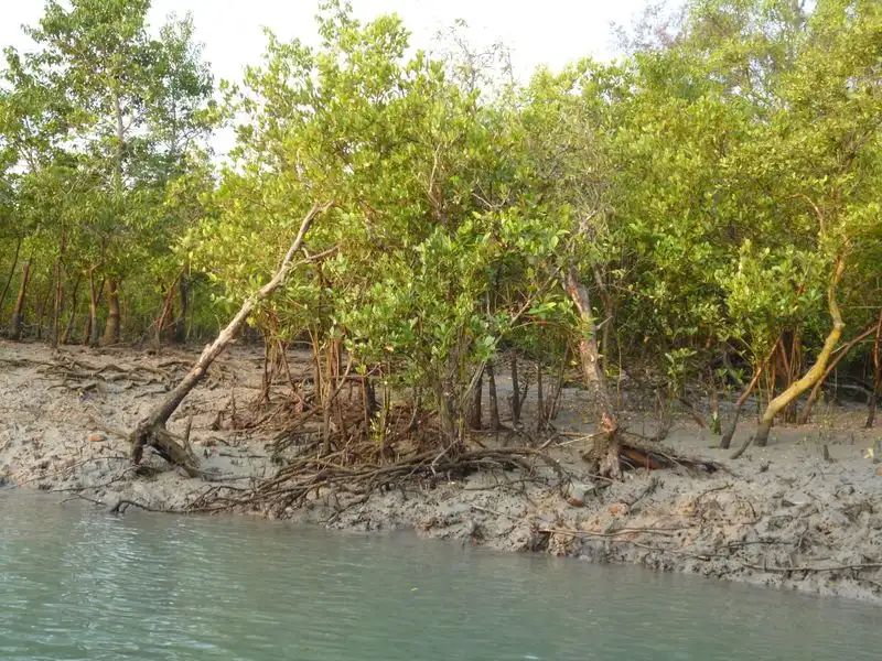 Sundarbans Mangrove Forest