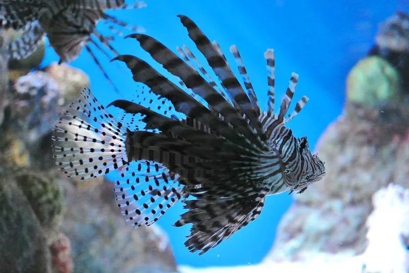 New England Aquarium, Massachusetts