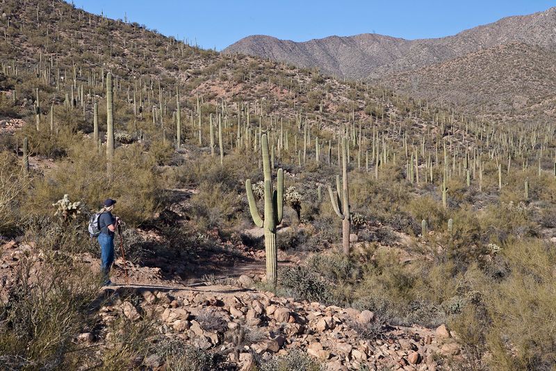 Wildlife Viewing Opportunities