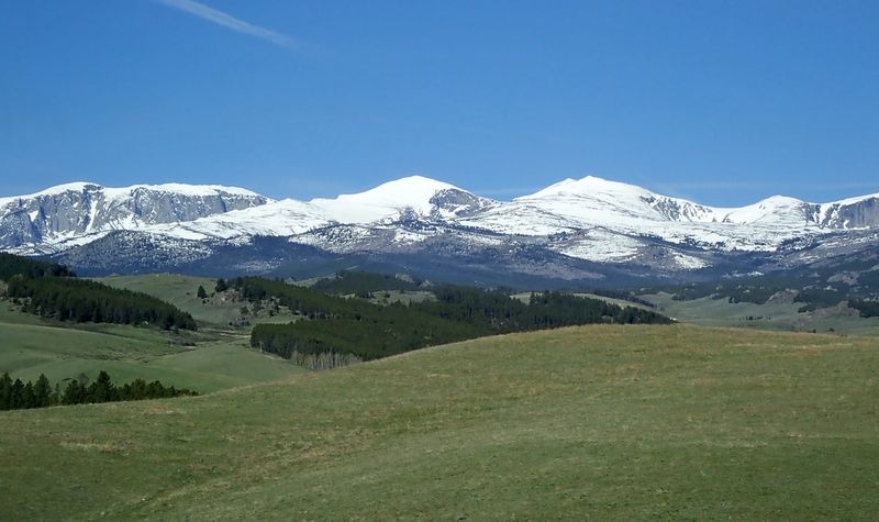 Buffalo