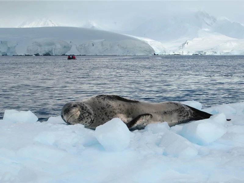 Seals resting on ice