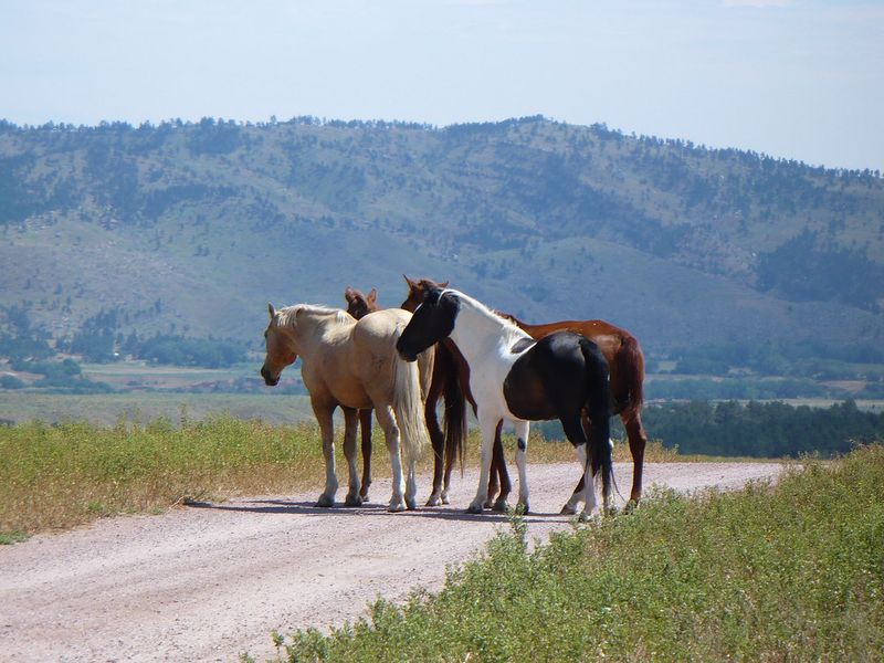 Black Hills Wild Horse Sanctuary