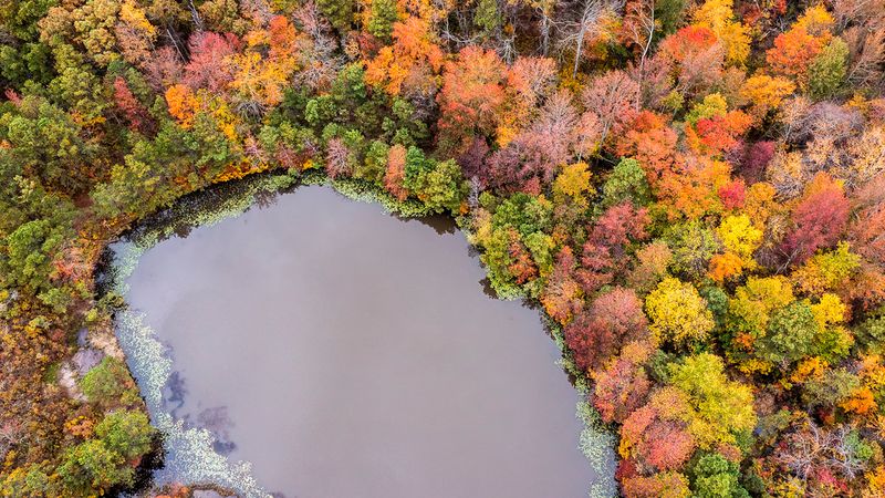 New Jersey's Pine Barrens
