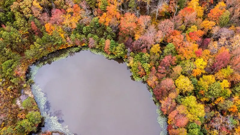 New Jersey's Pine Barrens