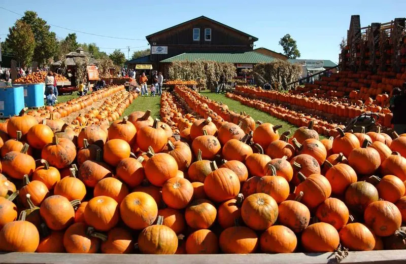 The Great Pumpkin Farm