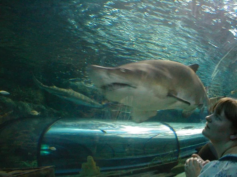 Ripley's Aquarium of Myrtle Beach, South Carolina