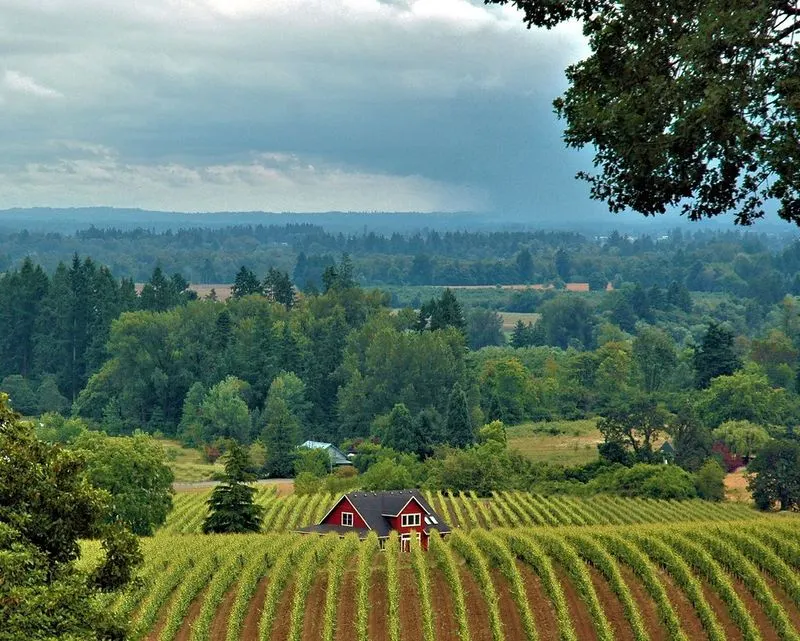 Wine Country Drives