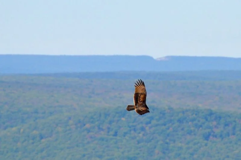 Hawk Migration at Hawk Mountain Sanctuary, Pennsylvania