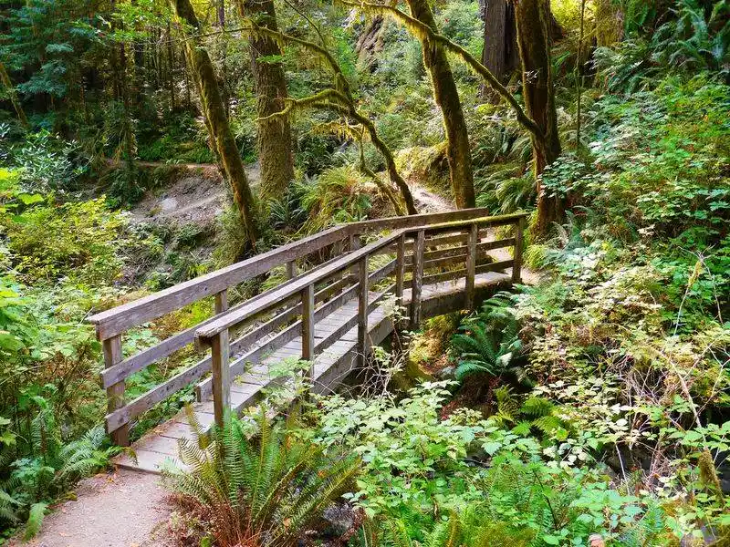 Redwood Nature Trail