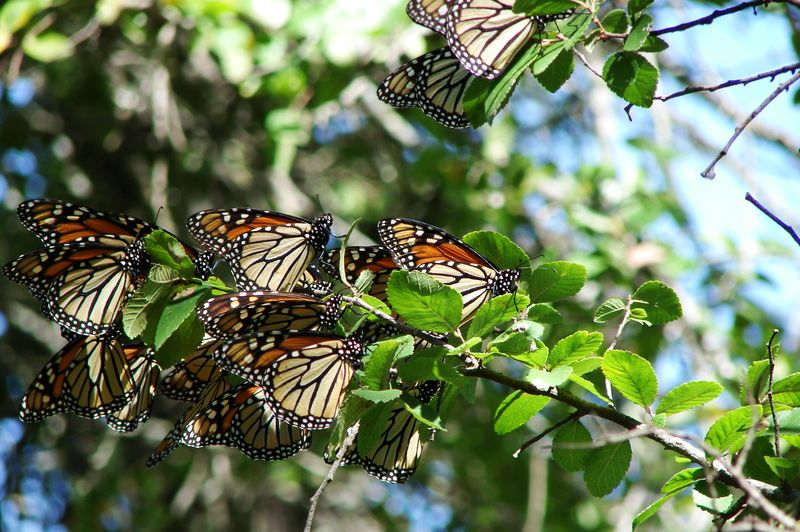 Monarch Butterfly Migration through Central Texas