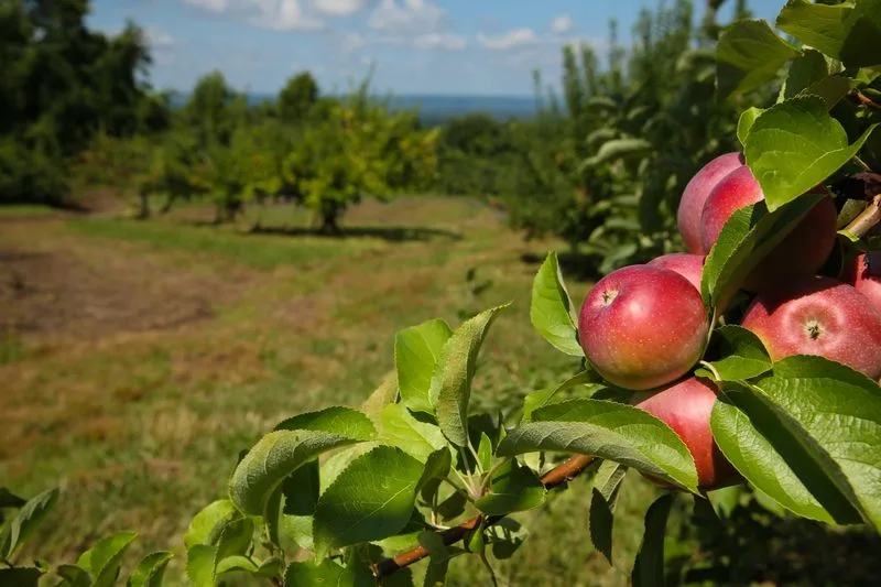 Masker Orchards