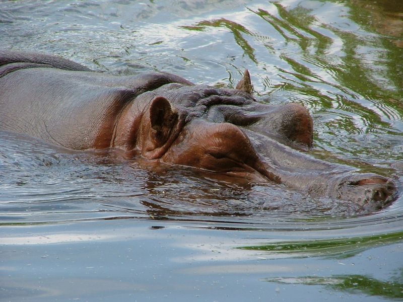 Kansas City Zoo & Aquarium
