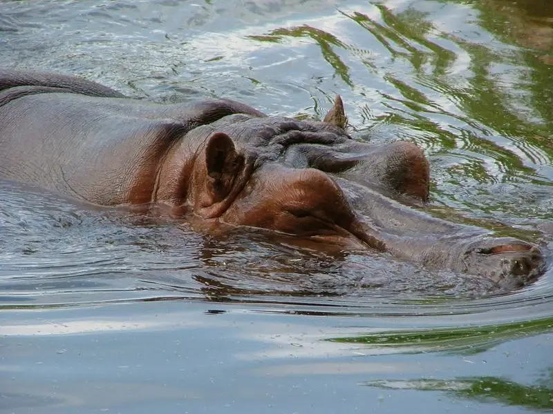 Kansas City Zoo & Aquarium