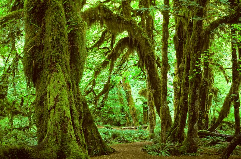 Olympic National Park, Washington, USA
