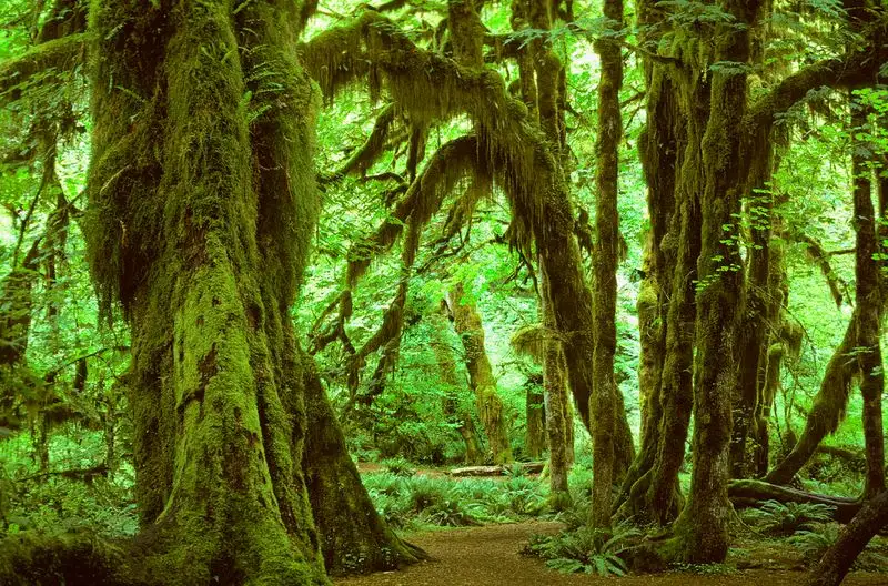Olympic National Park, Washington, USA