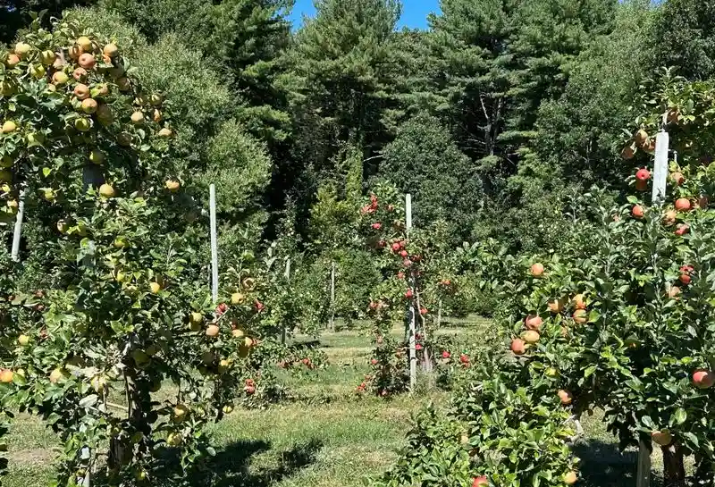 Doe Orchards