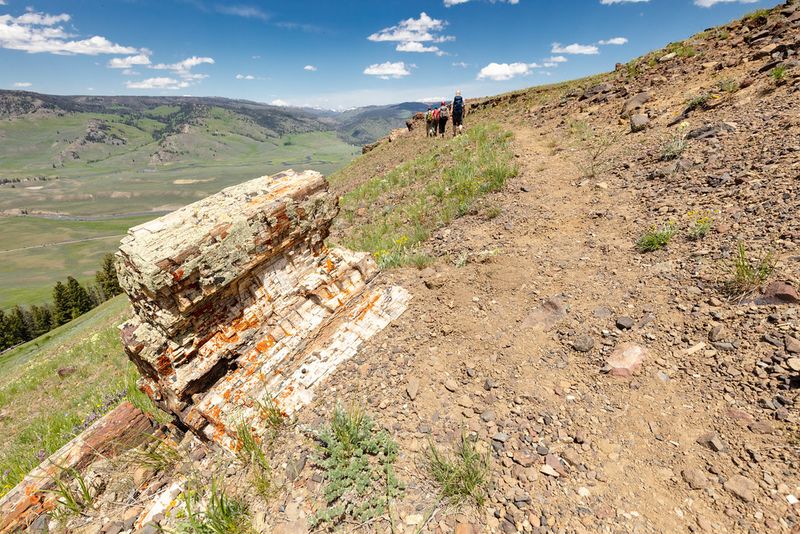 Yellowstone National Park (Wyoming) – Specimen Ridge Trail