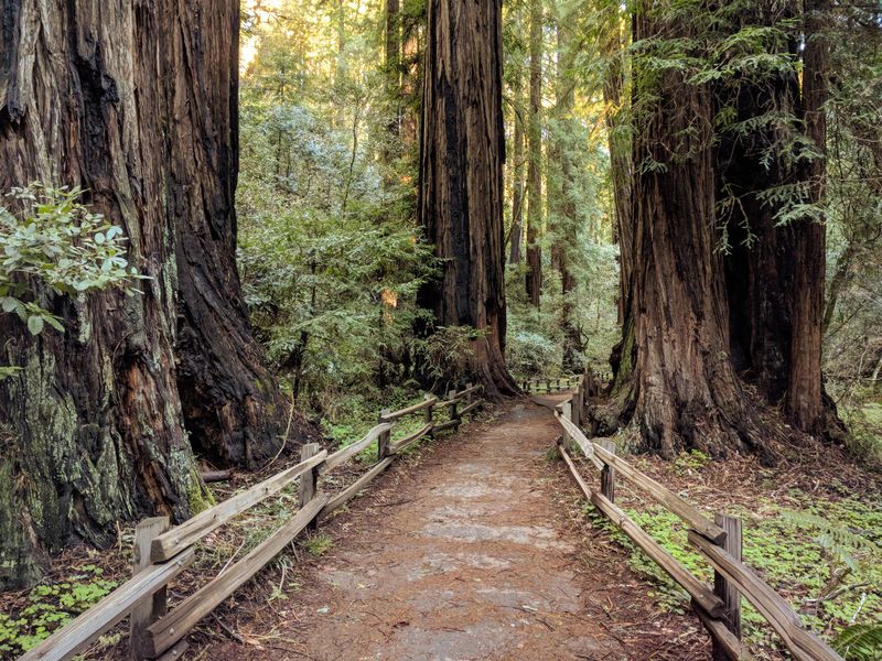 Muir Woods National Monument, California