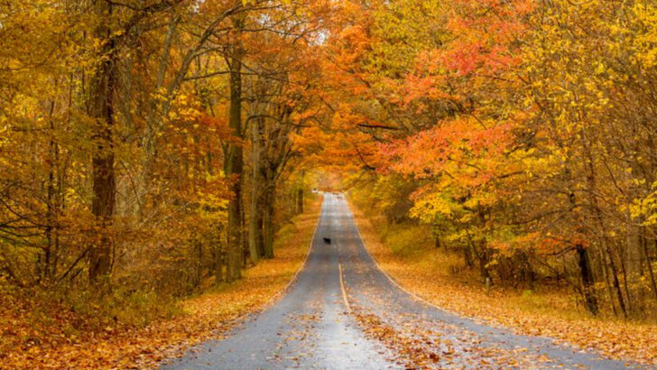 Skip Vermont: These 11 Southern States Have Stunning Fall Colors Too