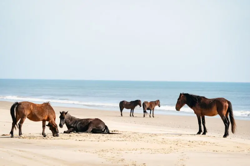 Corolla Wild Horse Fund