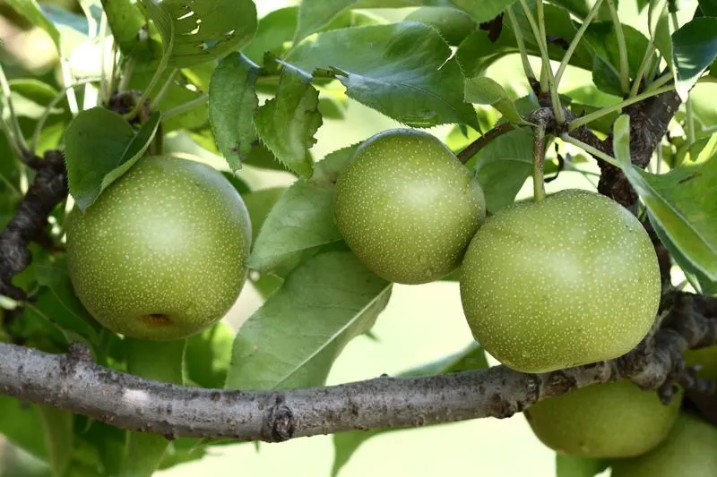 Lyman Orchards
