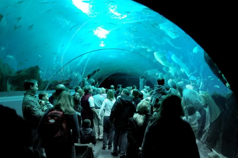 Georgia Aquarium, Georgia