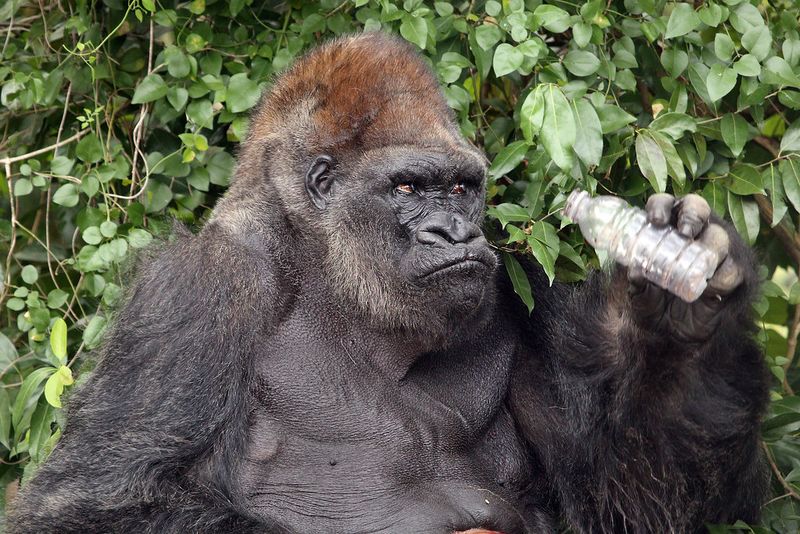 The Monkey Jungle – “Where Humans Are Caged and Monkeys Run Wild”