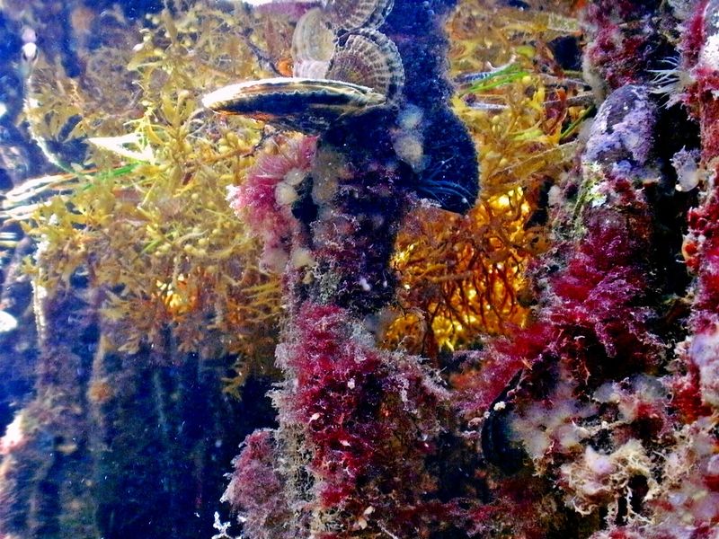 John Pennekamp Coral Reef State Park – Key Largo