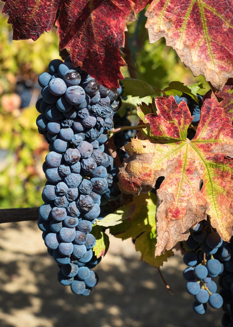 Diverse Varietals