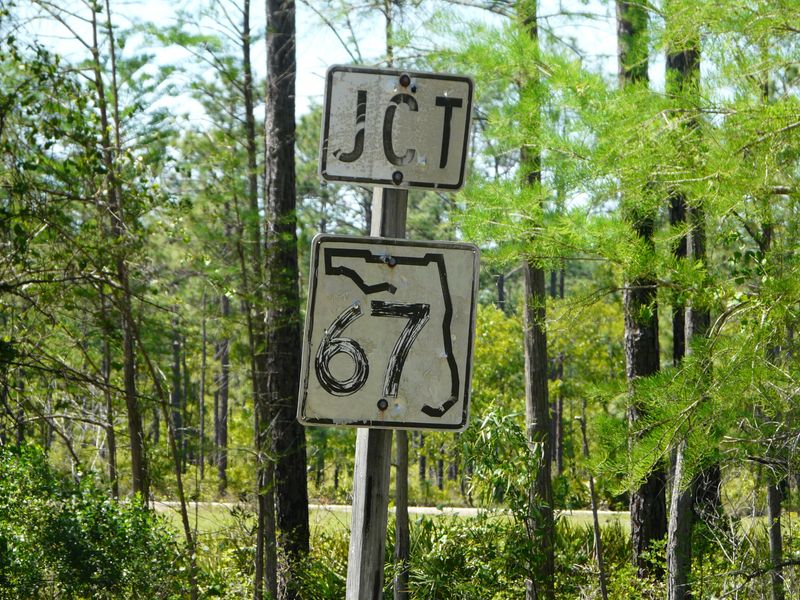 Apalachicola National Forest