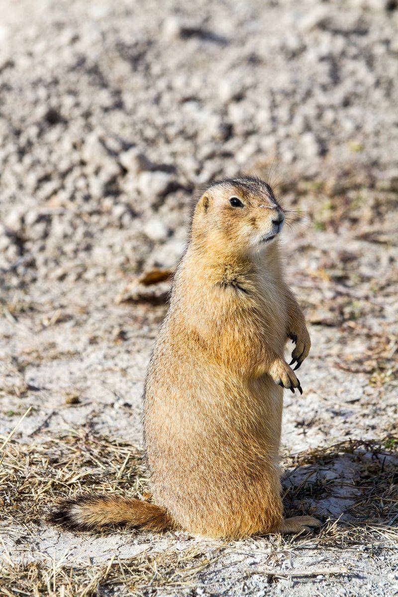 Prairie Dog Town – Badlands area