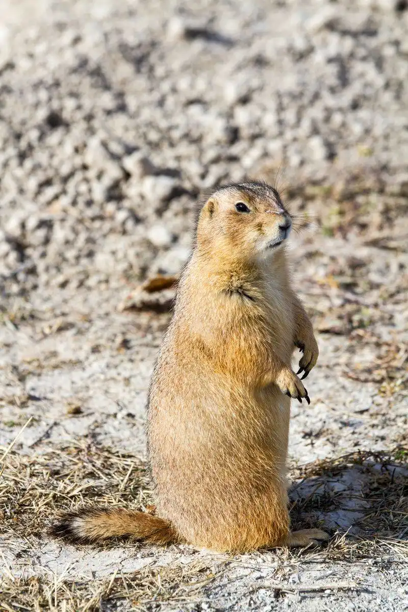 Prairie Dog Town – Badlands area