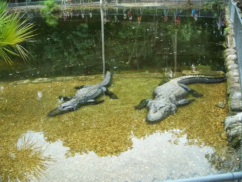 Homosassa Springs Wildlife State Park