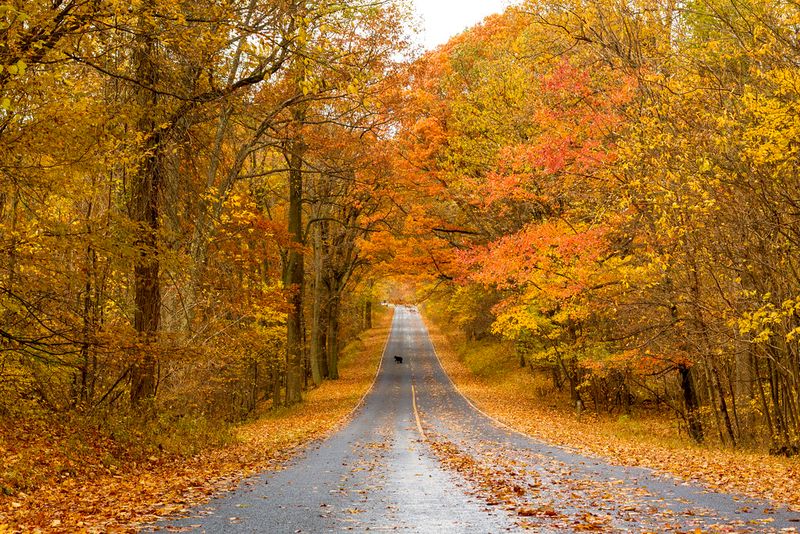 Virginia