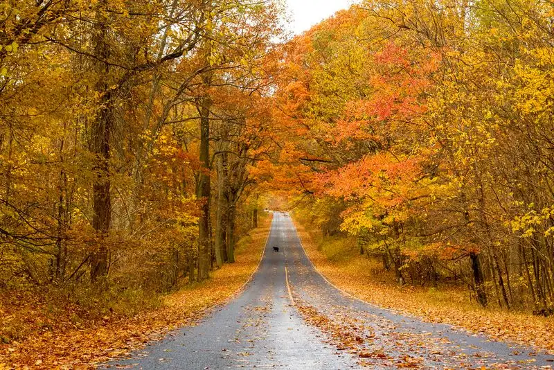 Virginia