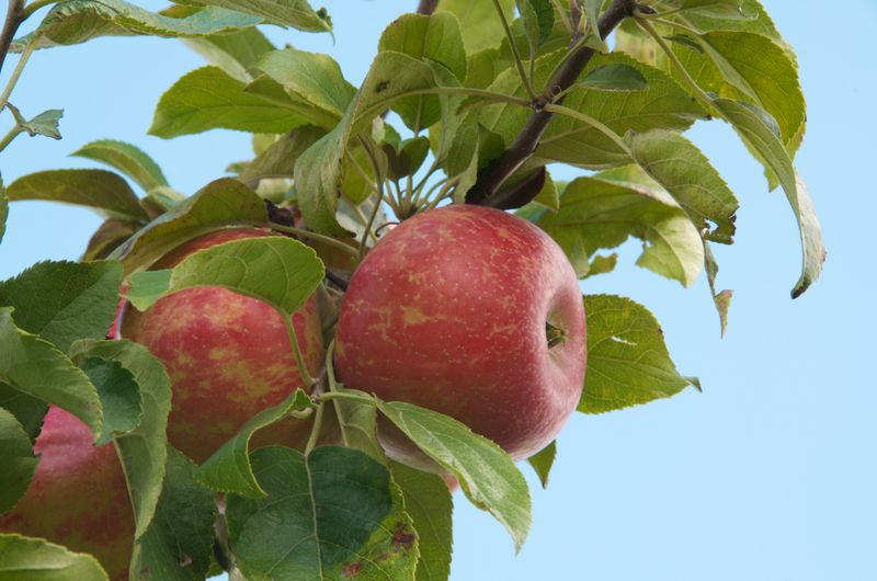 Apple Jack Orchards
