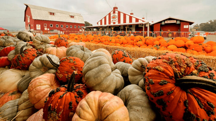 The 18 Best Pumpkin Patches in America for Autumn Fun