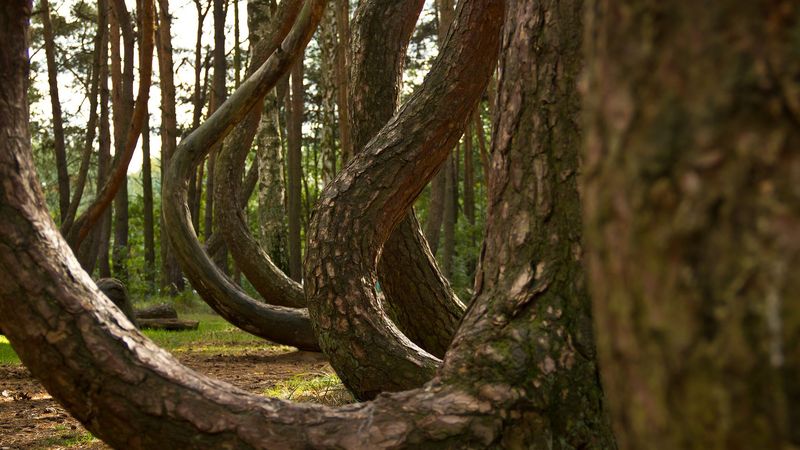 The Crooked Forest, Poland