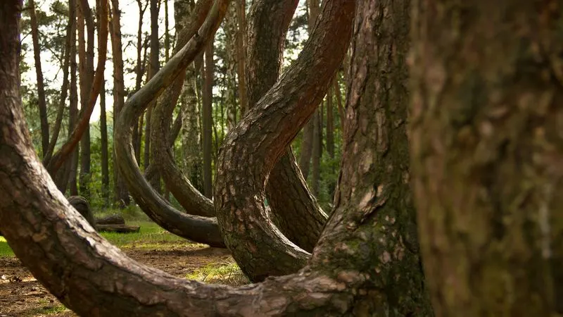 The Crooked Forest, Poland