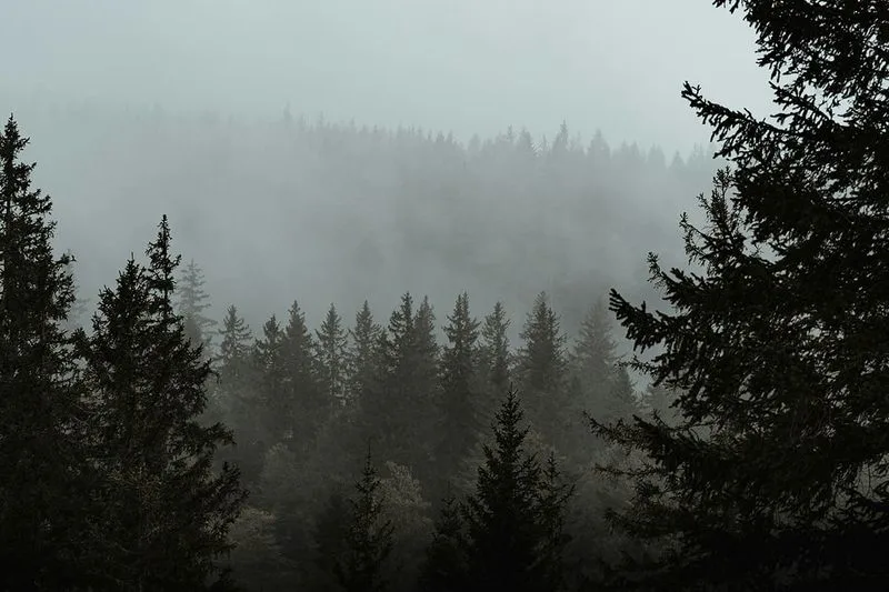 Black Forest Asylum, Germany