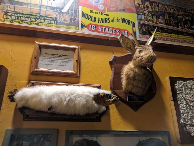 The Museum of the Weird, Austin, Texas