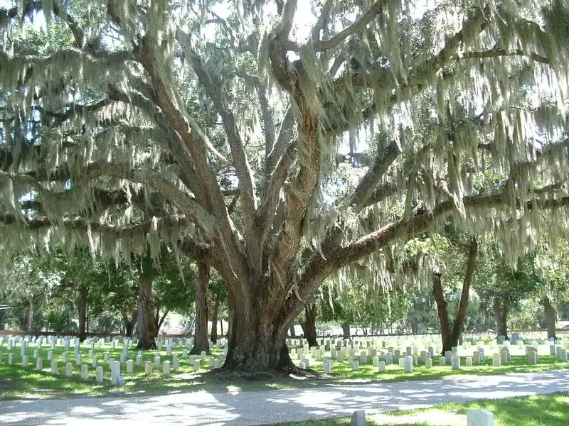 The Beaufort National Cemetery