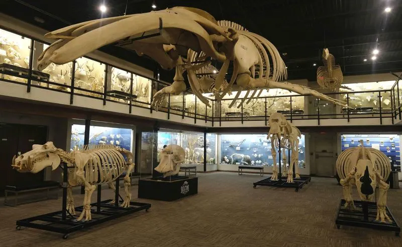 The Museum of Osteology