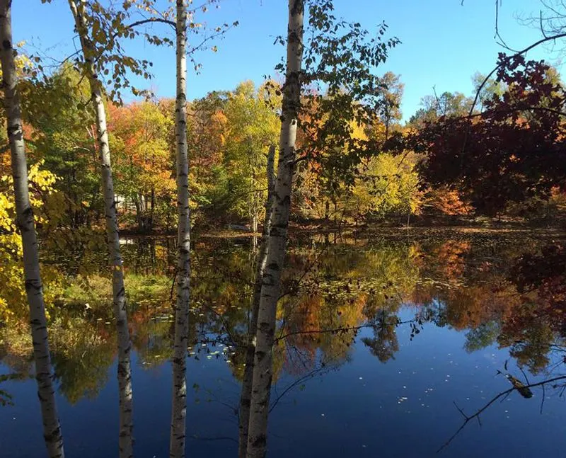Whispering Pines