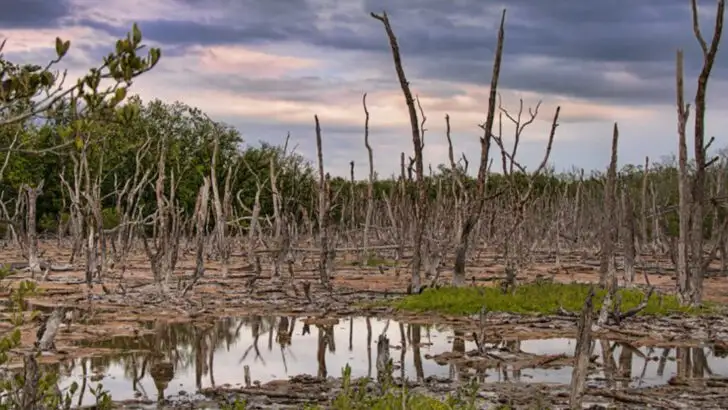 The reality of everyday life in Florida’s swamp communities beyond the airboats