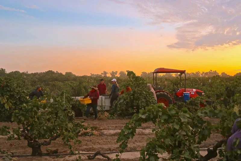 Zinfandel Heritage