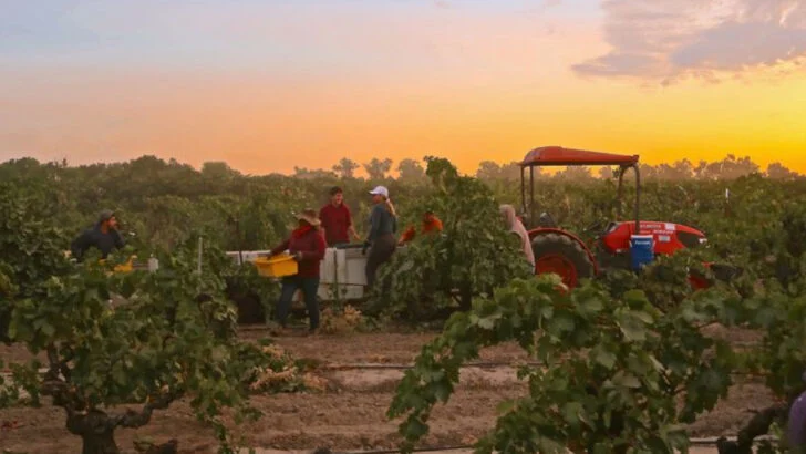 The winegrape capital of the world might be California’s best Napa alternative